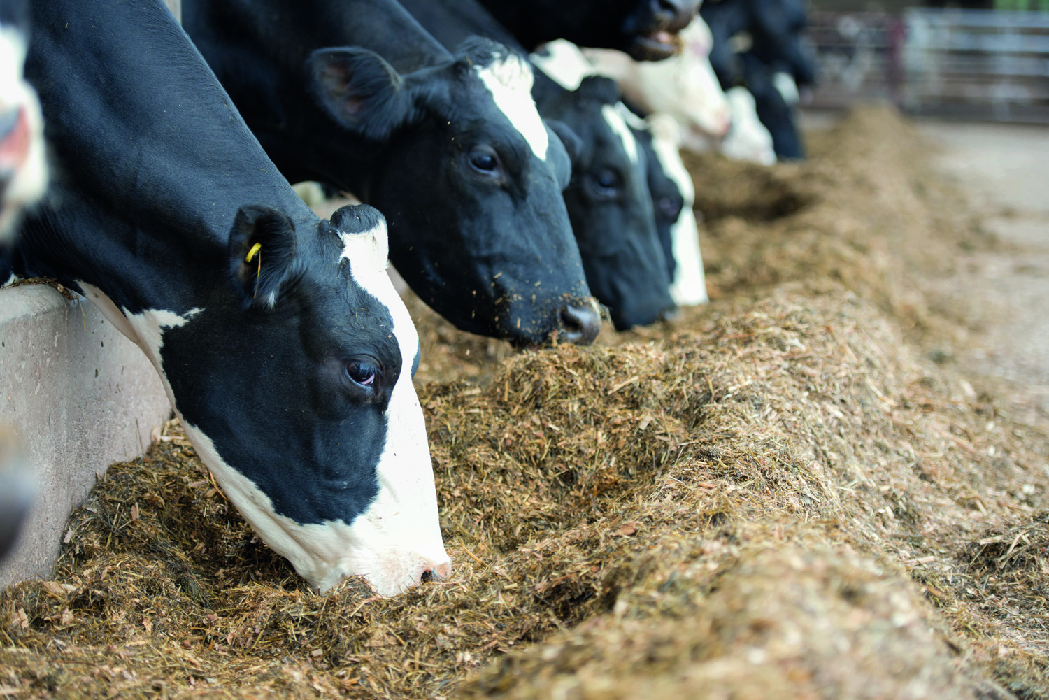 Revolutionise dry cow feeding! Advance Sourcing