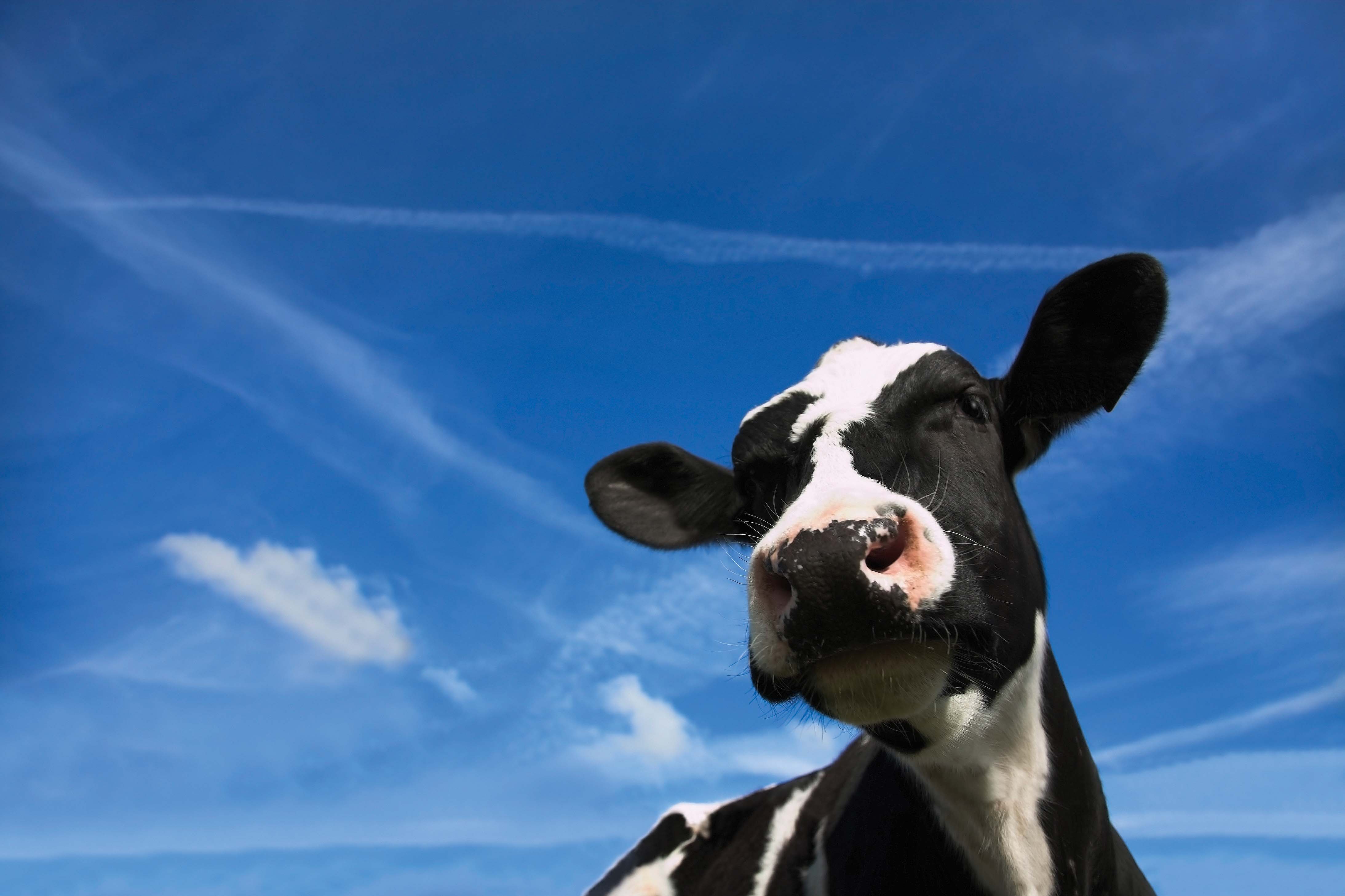 cow copy Advance Sourcing